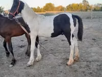 Hengst, Friesian — Foto 1
