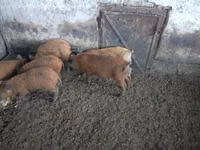 Boar — photo 5