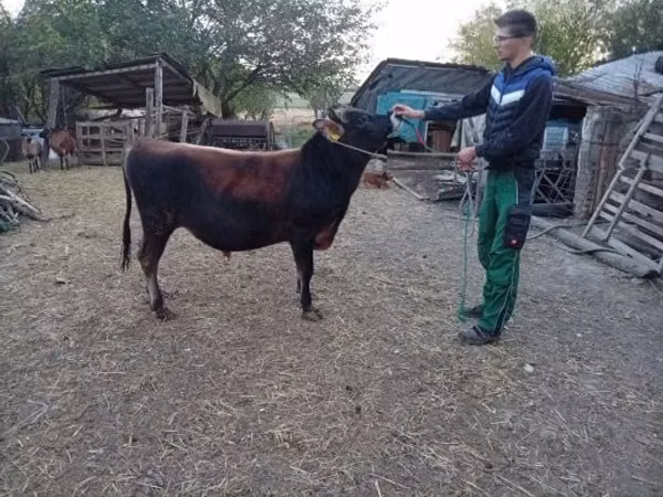 Бык, Джерсейская порода