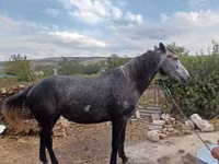 母马, Horses — 照片 4