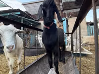 Goat, Beetal goats — photo 4
