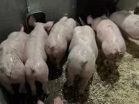Schweine (Partie, Geschlecht nicht angegeben) — Foto 1