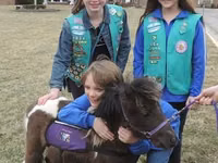 公马, Miniature horse — 照片 1