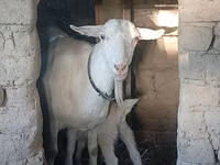 Cabra, Saanen goat — foto 4