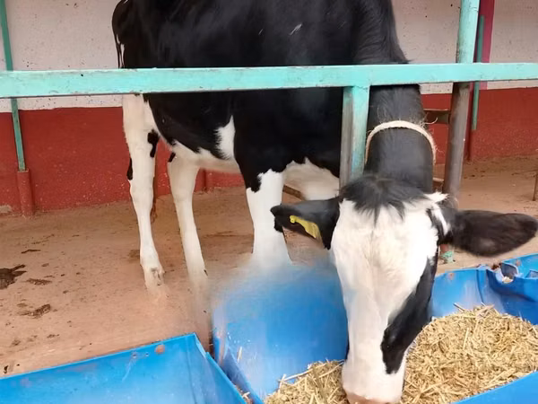 Cow, Holstein breed