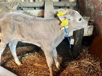 Vaca, Charolais cattle — foto 2