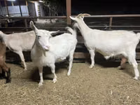 Goat, Kamori goats — photo 2