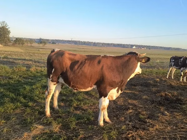Vaca, Simmental cattle