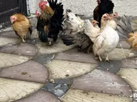 Chickens — الصورة 3