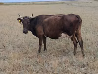 Cow, Ukrainian grey cattle — photo 3