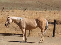 Mare, Quarter Horse — photo 7
