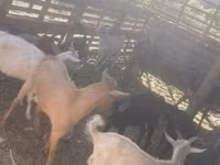Goat, Goats — photo 5