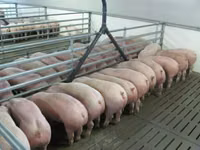 Premixuri pentru animale şi păsări — foto 5