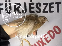 Перепела — фото 2