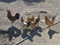 Chickens — photo 1