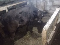Toro, Aberdeen-Angus — foto 3