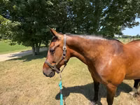 Horse (M), Horses — photo 5