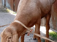 मेढ़ा, Ordabasy sheep — फ़ोटो 2