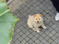 🐶 SATILIR – ÇAU-ÇAU Erkək Çau-Çau balasıdır. 2 aylıqdır, rəngi ağdır — фото 2