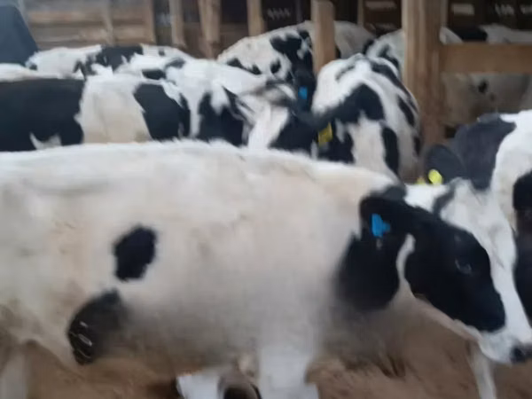 गाय, गोलस्टीन नस्ल