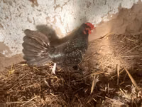 Japanese Bantam — photo 2