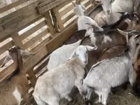 Billy Goat, Goats — photo 3