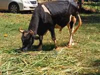 Bull, Cattle — photo 6