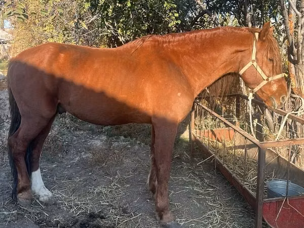 Caballo, Caballos