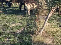 Cabras (lote, sexo no especificado), Cabras — foto 4
