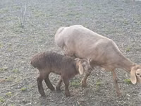 भेड़, Arashan sheep — फ़ोटो 1