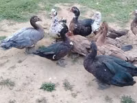 Ducks — फ़ोटो 2