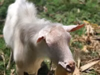 Ziegenbock, Saanen goat — Foto 3