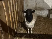 نعجة, Dorper sheep — الصورة 2