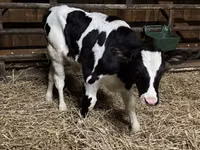 公牛, Russian Black pied cattle — 照片 1