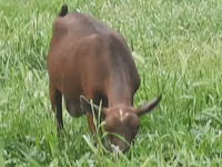 Cabra, Irish goat — foto 8