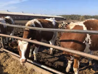 Cow, Red-spotted breed — photo 1
