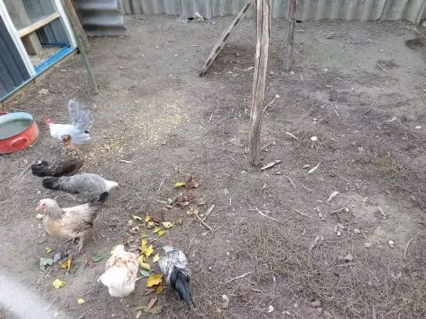 Bantam japonesa