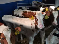 Bull, Simmental cattle — photo 1