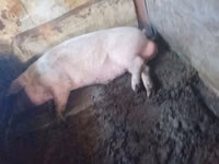 Boar — photo 1