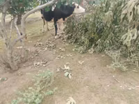 Vaca, Simmental cattle — foto 5