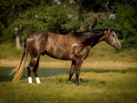 Horse (M), Quarter Horse — photo 1