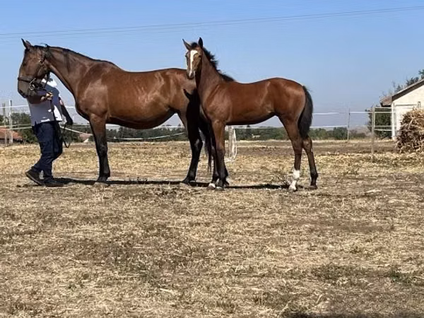 घोड़ी, Nonius horse