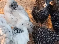 Brahma — foto 4