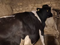 母牛, Russian Black pied cattle — 照片 3
