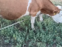 Cow, Cast cow — photo 3