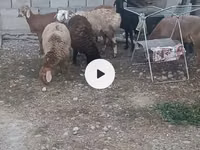 نعجة, الأغنام — الصورة 1