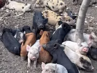 मादा सूअर, सूअर — फ़ोटो 4