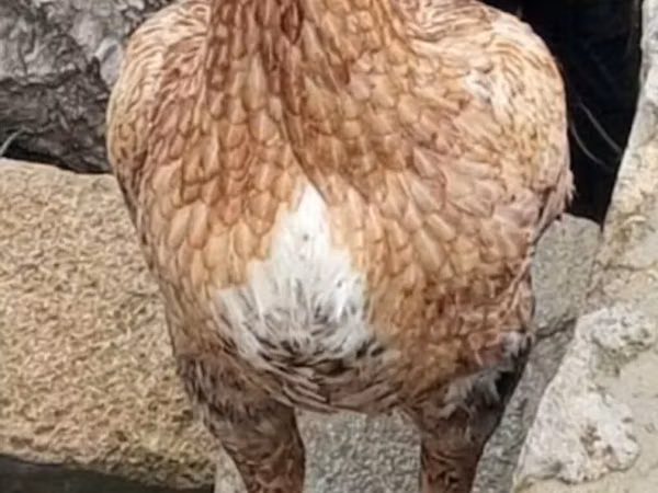 Chickens