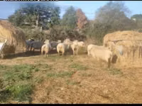 Sheep, Vendee sheep — photo 1
