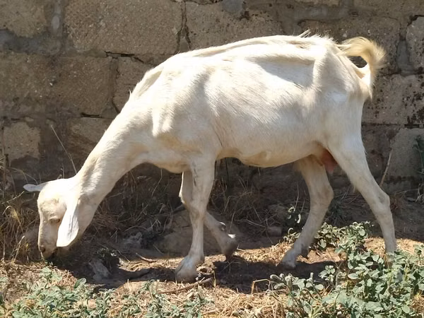 Ziege, Saanen goat
